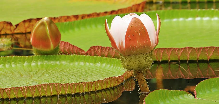 green and pink petaled flower, water lily, giant water lily, giant water lily bud