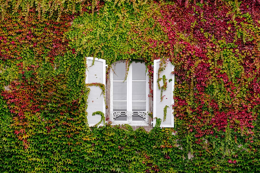 clear glass window with grown green and pink vines, white window surrounded by green and maroon leafed wall, HD wallpaper