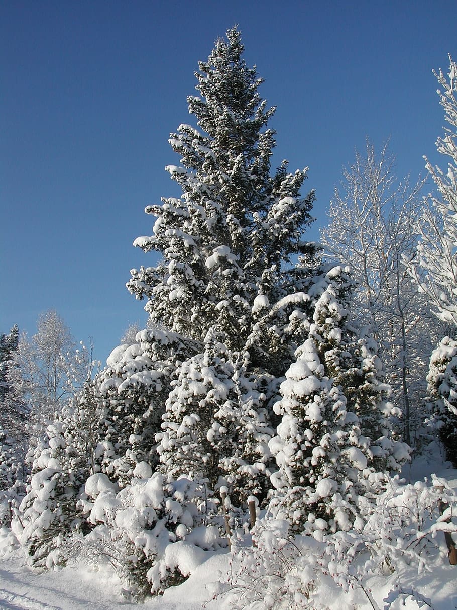 forest, snow, winter, gran, cold, snowy, white, sweden, landscapes HD wallpaper