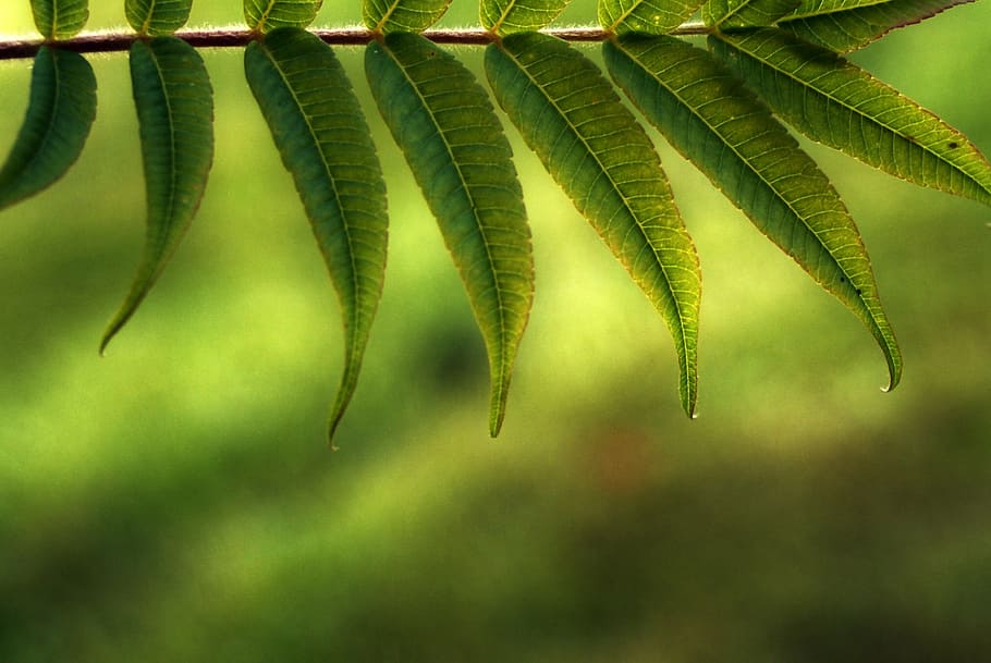 leaves, tree, light and shadow, nature, green, garden, branches HD wallpaper