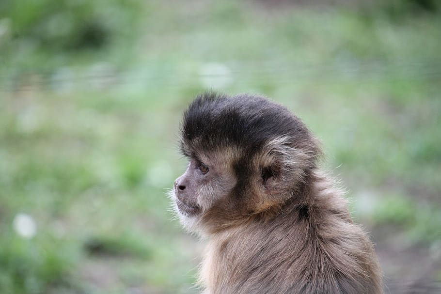 monkey, squirrel monkey, äffchen, mammal, climb, cute, creature HD wallpaper