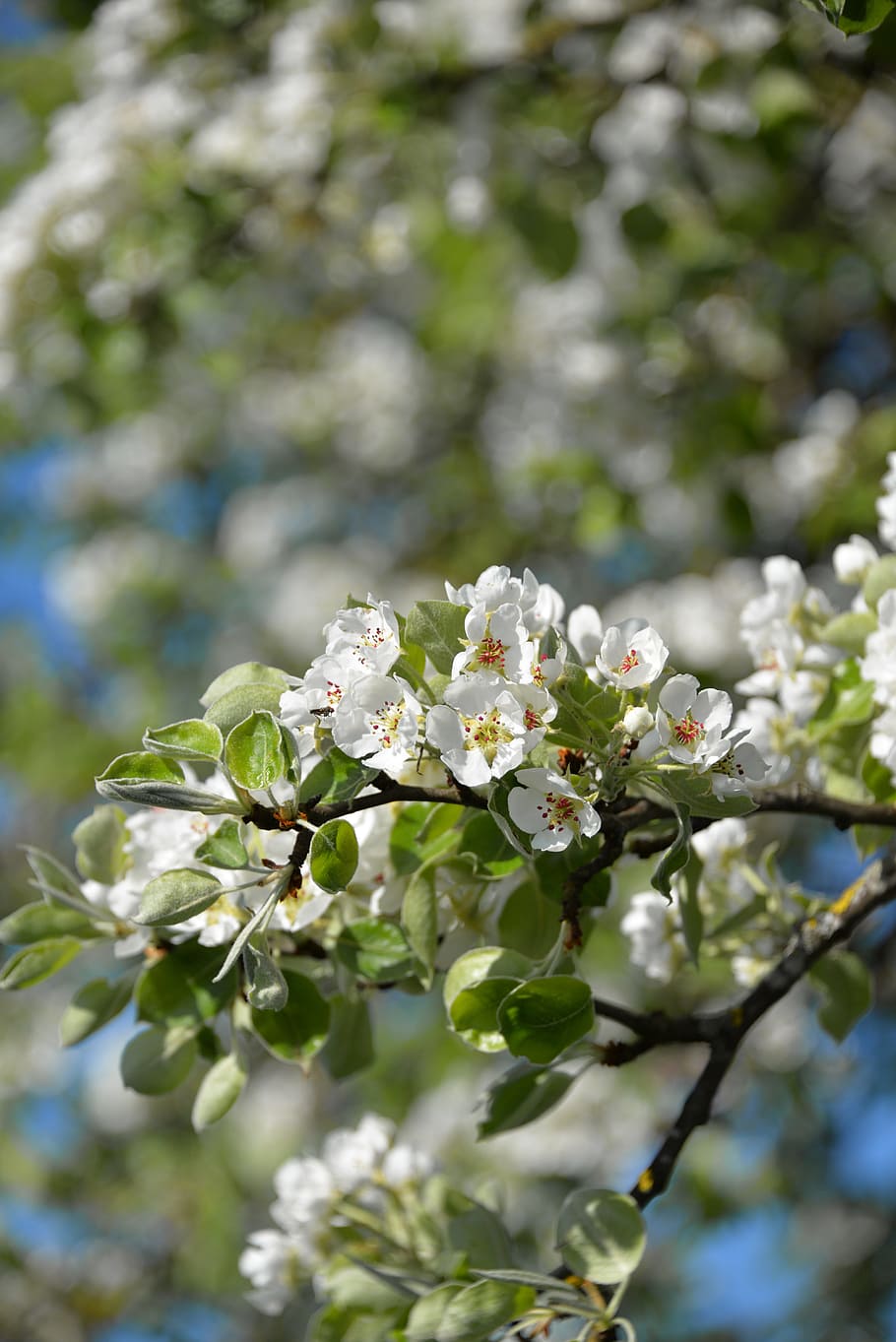 apple blossom, tree, apple tree, flowers, nature, spring, tribe HD wallpaper