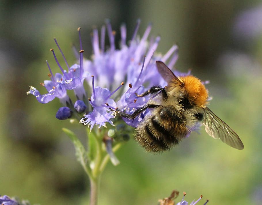 honey, bee, pollen, insect, nature, pollination, flower, macro HD wallpaper