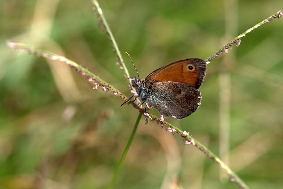 butterfly, wings, coloring, insecta, animal themes, one animal HD wallpaper