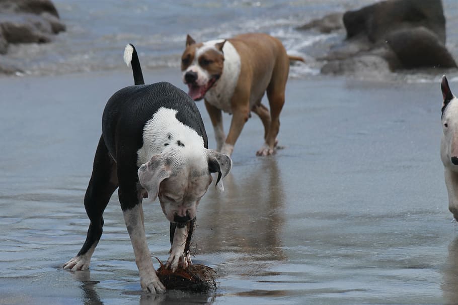 beach, dogs, game animals, pet, mammal, water, domestic, domestic animals HD wallpaper