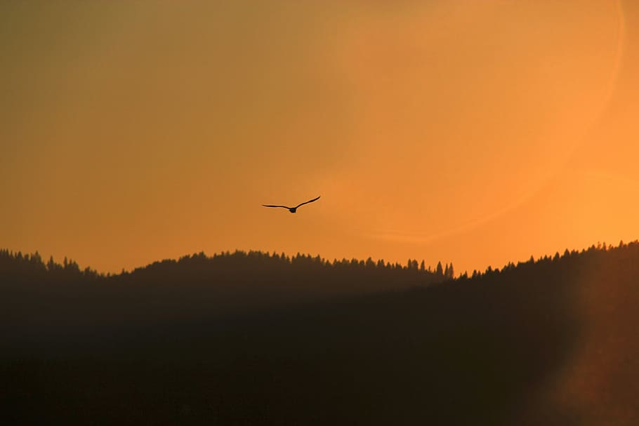 silhouette of bird flying on sky during golden hour, bird flying above mountain HD wallpaper