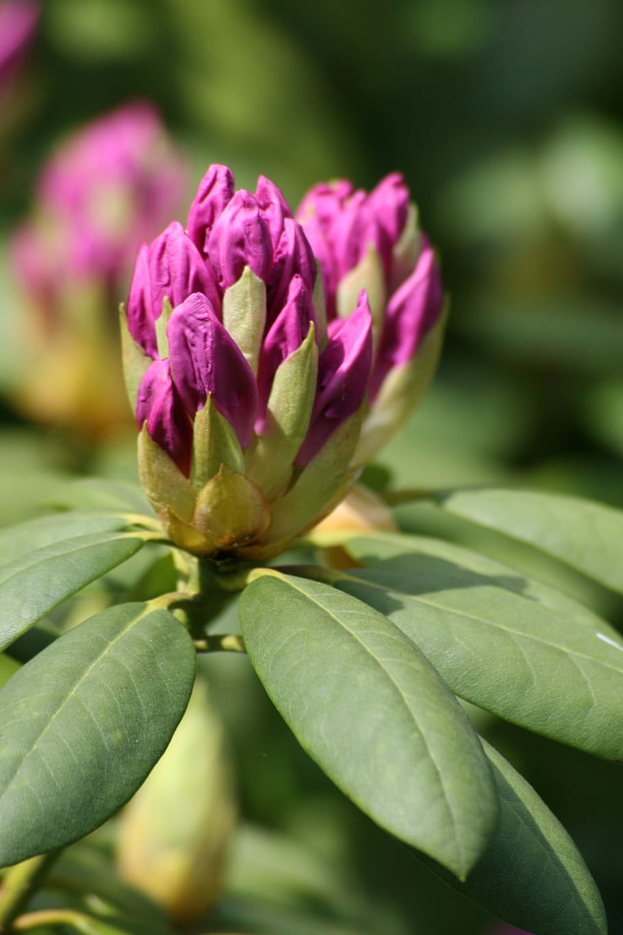 Button, Rhododendron, Purple, Spring, nature, flowers, netherlands HD wallpaper