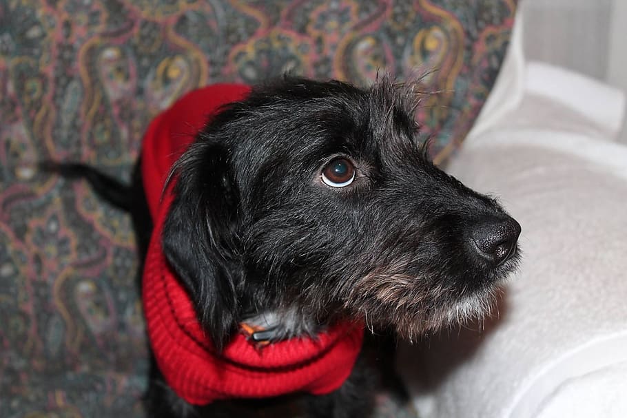 Dog, Mestizo, Iris, Bellinzona, young, switzerland, pets, domestic animals HD wallpaper
