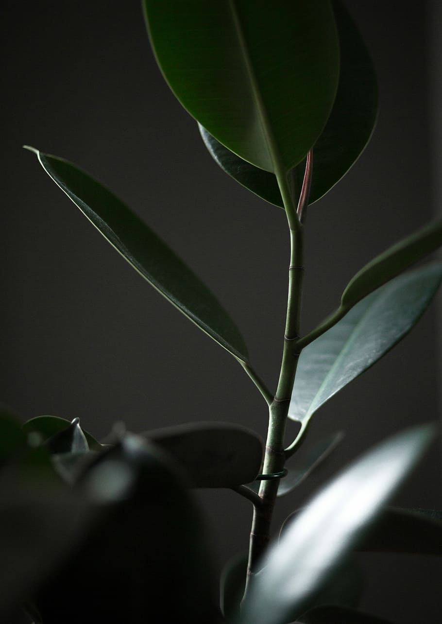 green rubber plant, closeup photo of rubber fig, leaf, dark, foliage HD wallpaper
