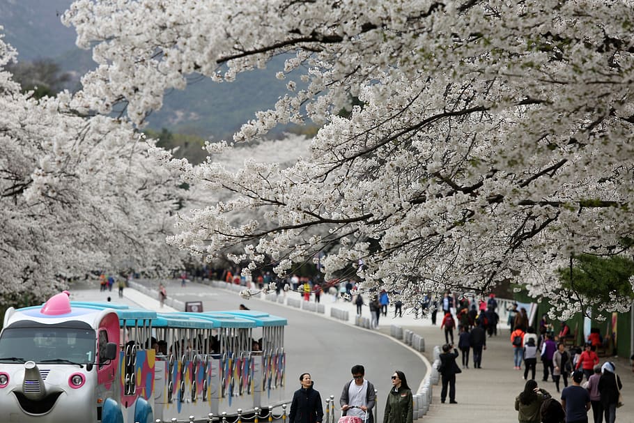 tour travel, wood, city, tourist, cherry blossom, gwacheon, HD wallpaper