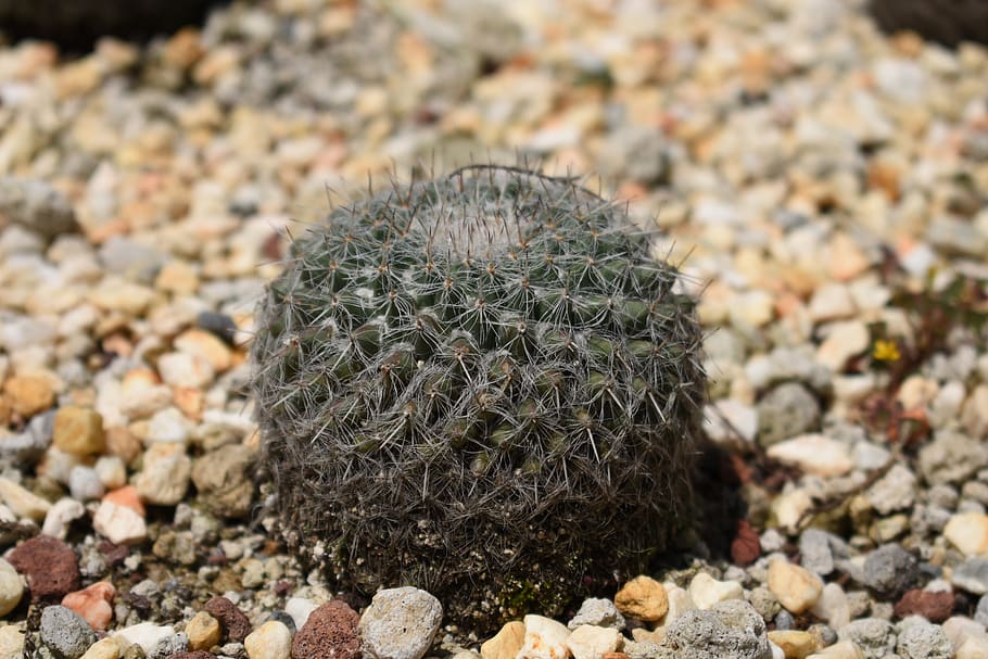 cactus, desert, botanical, nature, day, close-up, growth, solid HD wallpaper