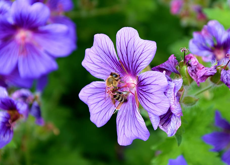 brown bee on purple flower, cranesbill, spring, blossom, bloom HD wallpaper