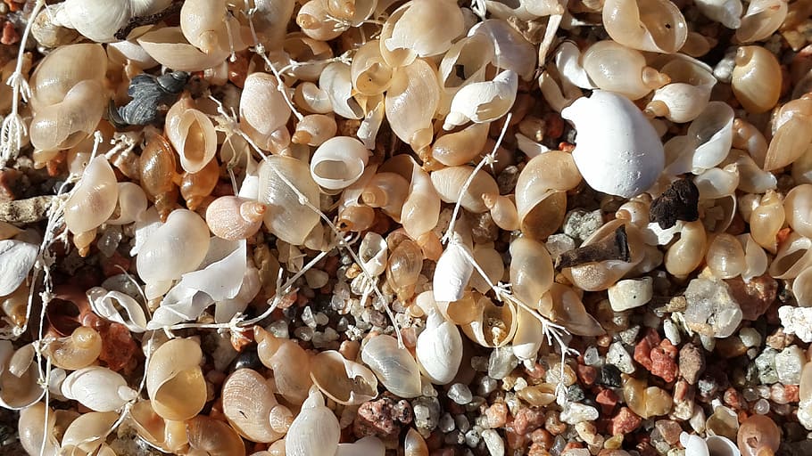 seashells, beach, summer, coast, nature, food, backgrounds HD wallpaper