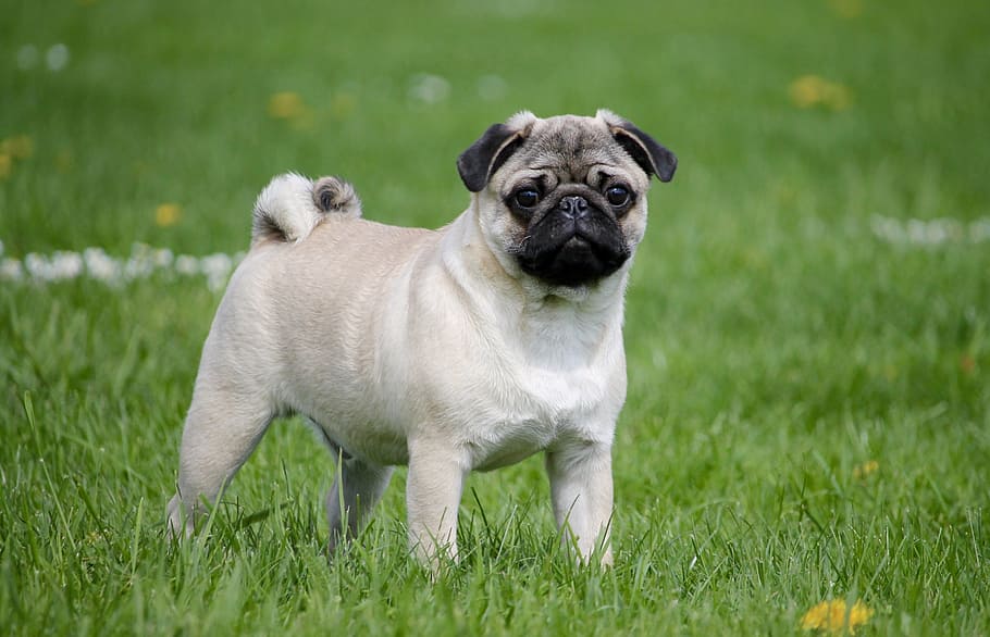 fawn pug standing on green grassfield, meadow, dog, animal themes, HD wallpaper
