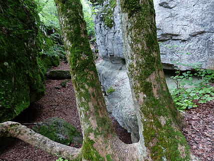 Tree Trunks, Trees, Cleft Rock, sheep mountain, gorge, swabian alb HD wallpaper