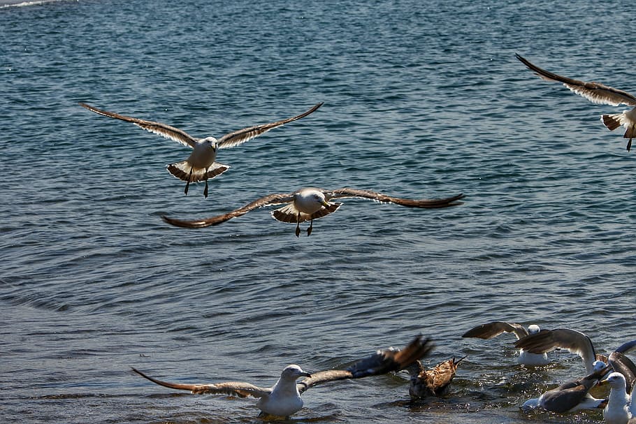 Animal, Sea, Beach, Wave, Seabird, sea gull, seagull, summer HD wallpaper