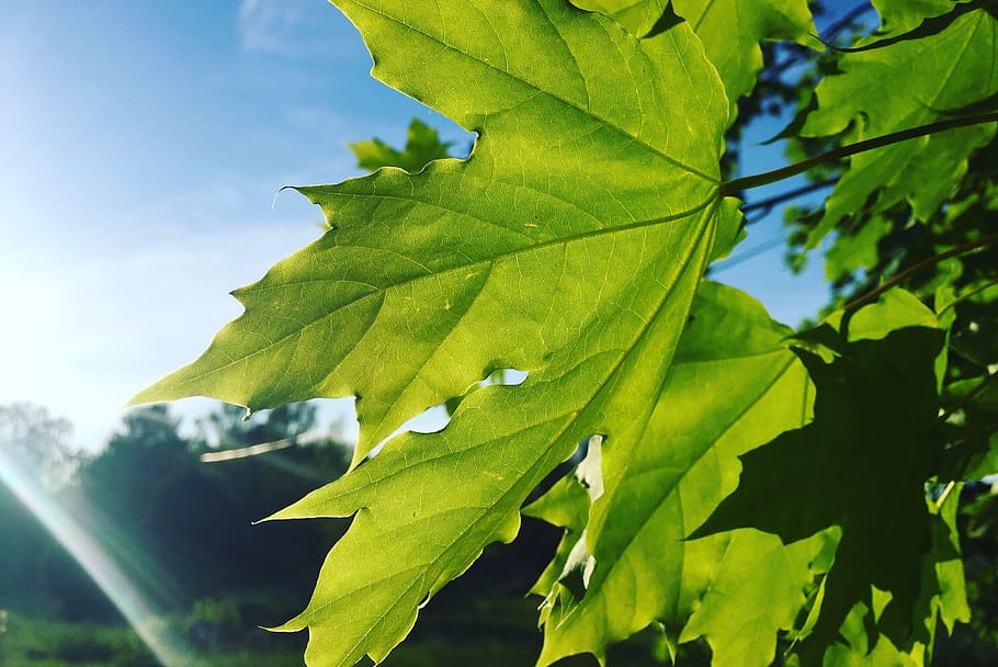 leaf, tree, maple, nature, solar, summer, plant part, green color HD wallpaper