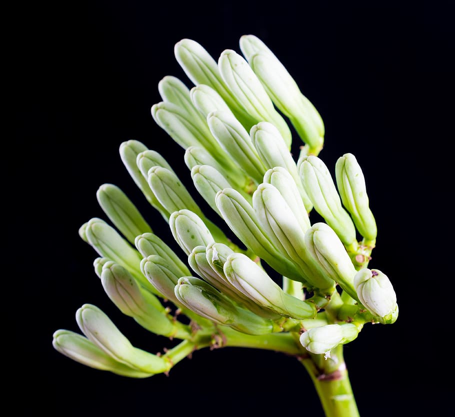 HD wallpaper: agave flower, inflorescence, blossom, bloom, close, black ...