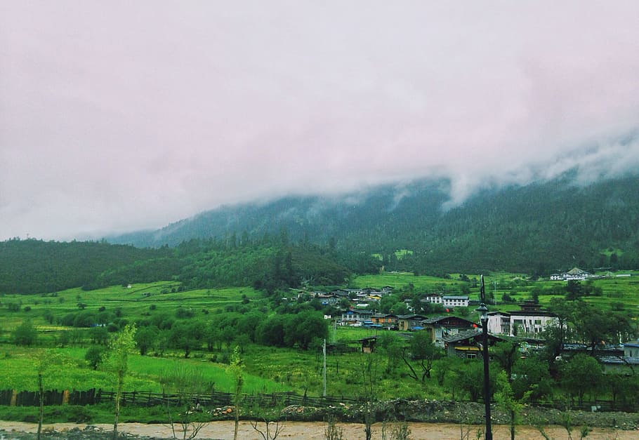 lhasa, nyingchi, prairie, plant, tree, environment, landscape HD wallpaper