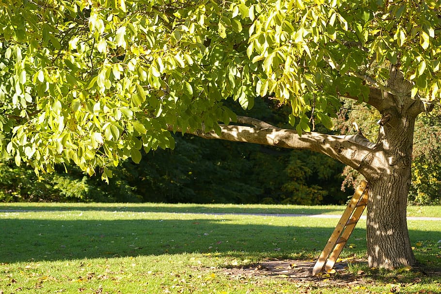 brown metal ladder hang on green leafed tree at daytime, head HD wallpaper