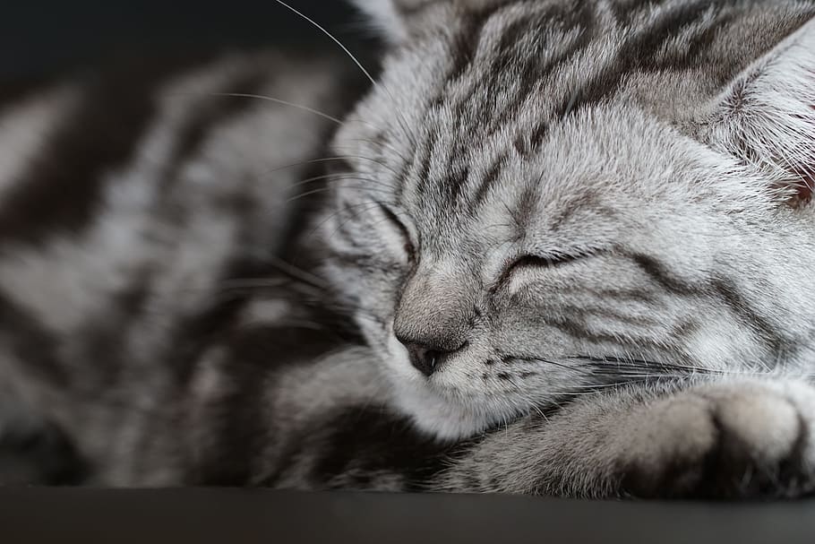 cat, concerns, sleep, pet, mieze, rest, adidas, domestic cat HD wallpaper