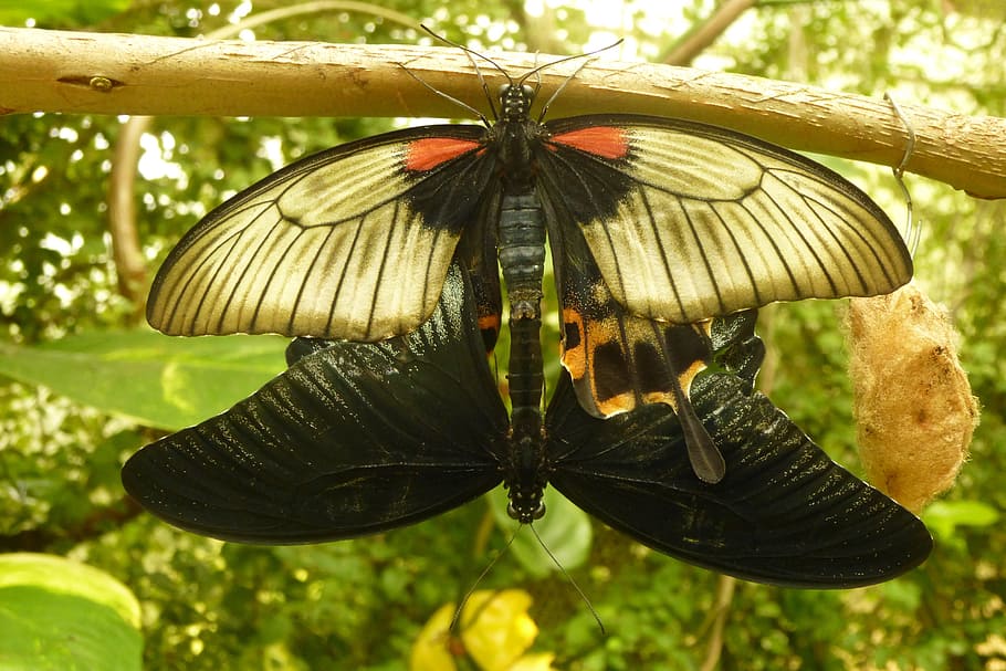 Butterflies, Pairing, Connected, Close, butterfly, combines HD wallpaper