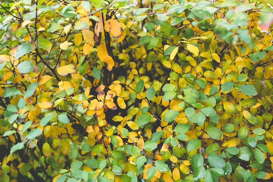 leaves, leaf, autumn, fall, little, many, small, bush, colorful HD wallpaper