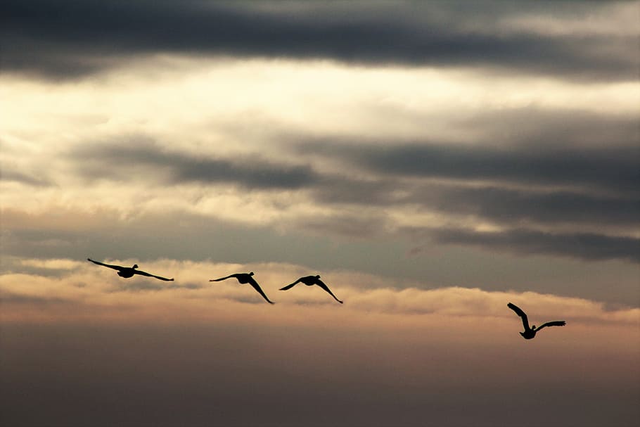 birds, clouds, sky, fly, swarm, flock of birds, migratory bird HD wallpaper