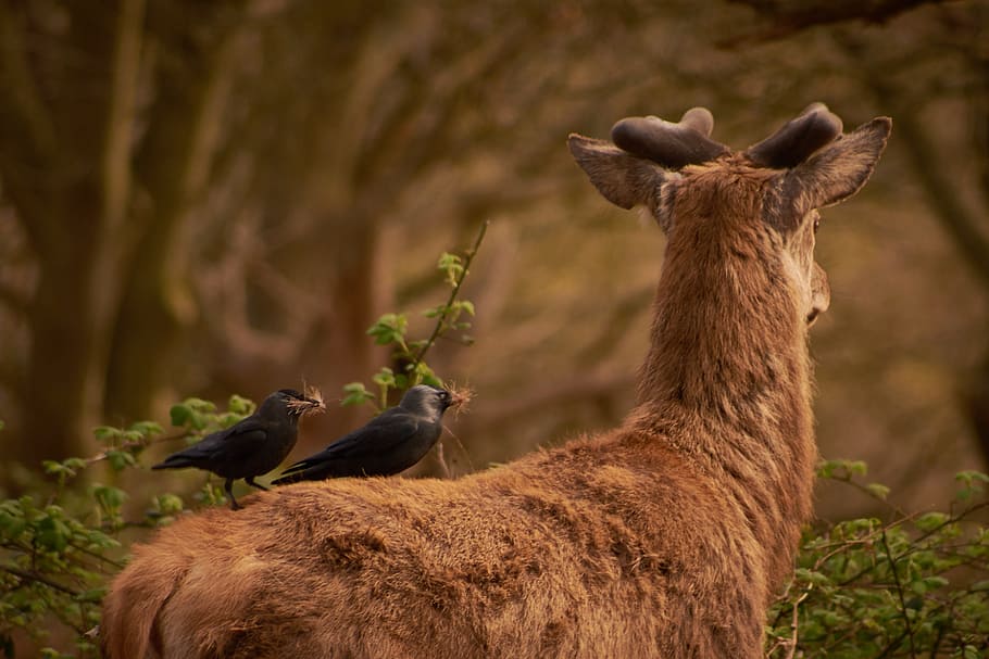 two black bird on brown deer, buffet, animal, nature, wildlife HD wallpaper