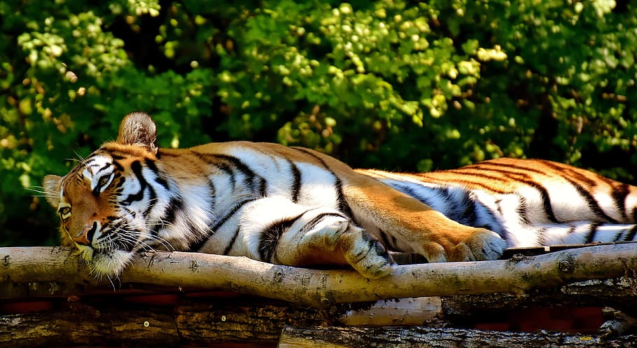 tiger lying on tree, predator, fur, beautiful, dangerous, cat HD wallpaper