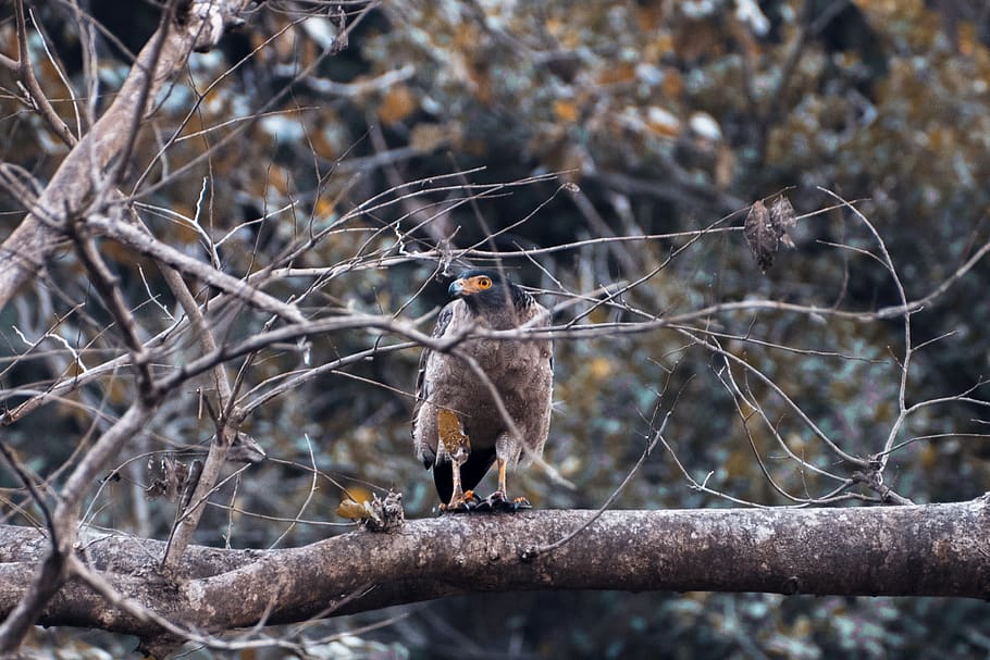 eagle, wild, bird, forest, predator, flight, wildlife, nature HD wallpaper
