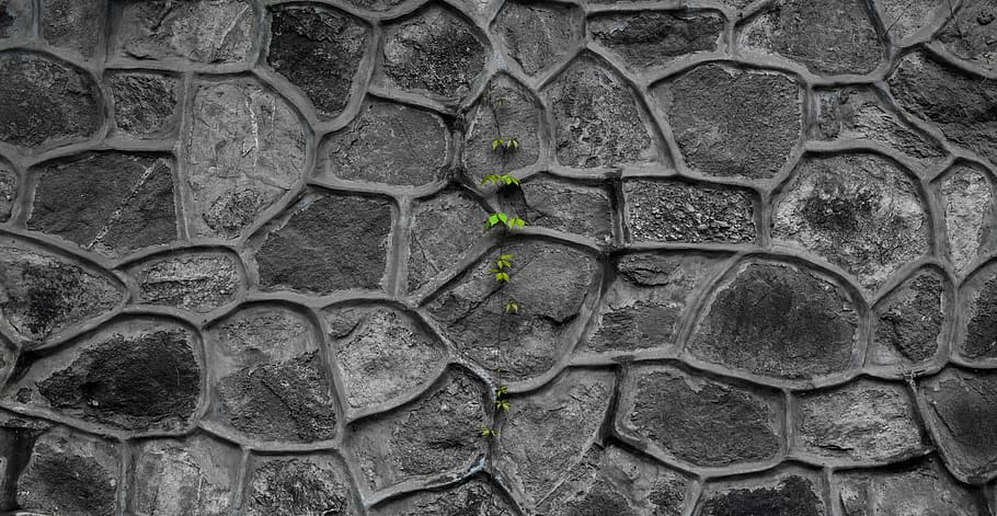 selective focus photography of green leafed plant, wall, texture HD wallpaper