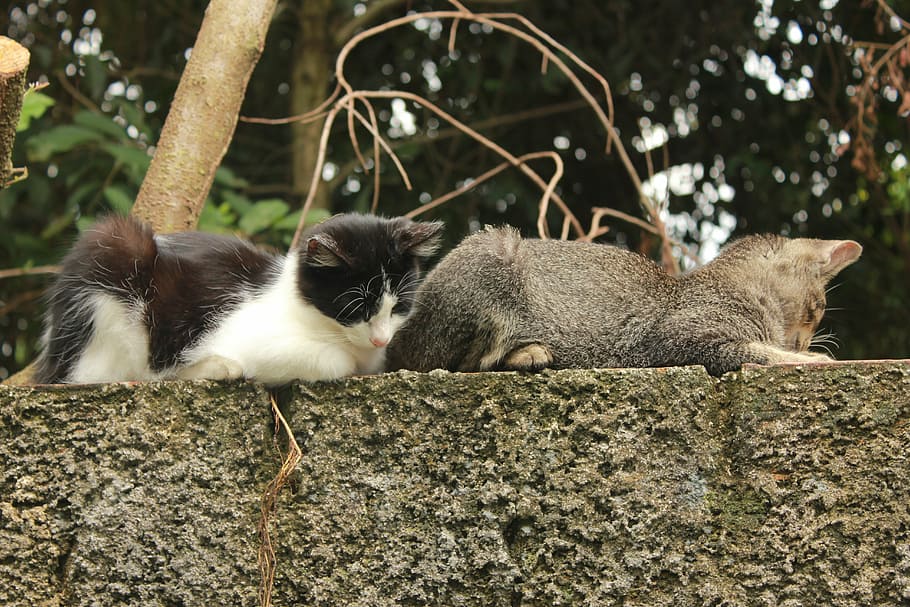 cats, black, white, mammal, feline, animal themes, domestic cat HD wallpaper