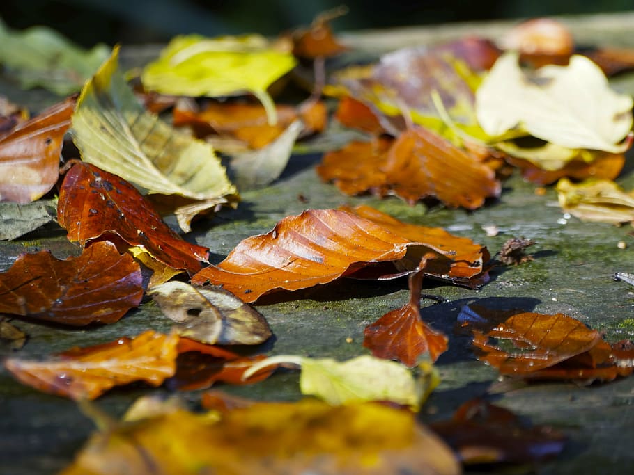 leaves, carpet of leaves, red leaf, autumn leaves, autumn leaf, HD wallpaper