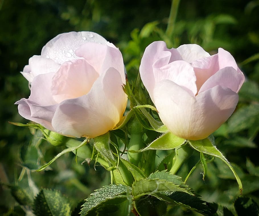 Windrose, Pink, Romance, flower, nature, rose - flower, close-up HD wallpaper