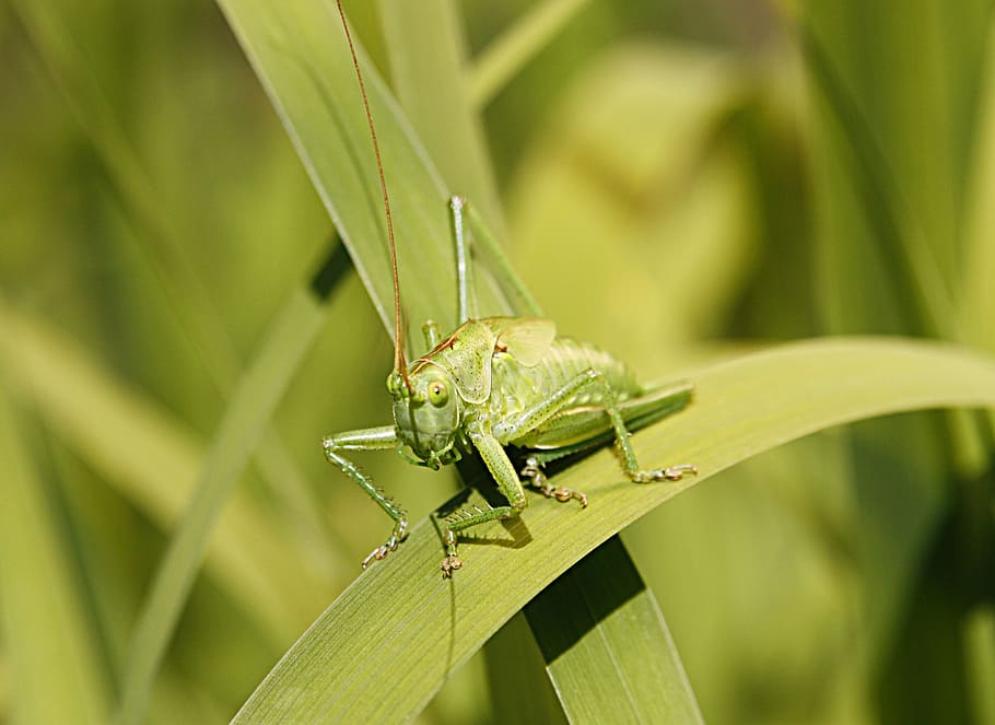 green, grasshopper, flip, insect, macro, tiefenschärfe, leaves HD wallpaper