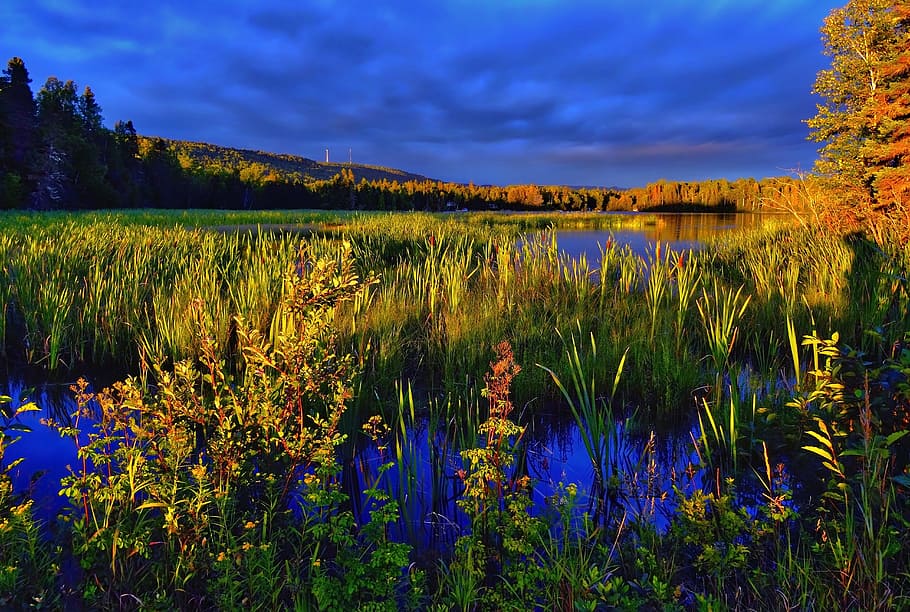 green grass field, Landscape, Colors, Marsh, Lake, sky, blue HD wallpaper