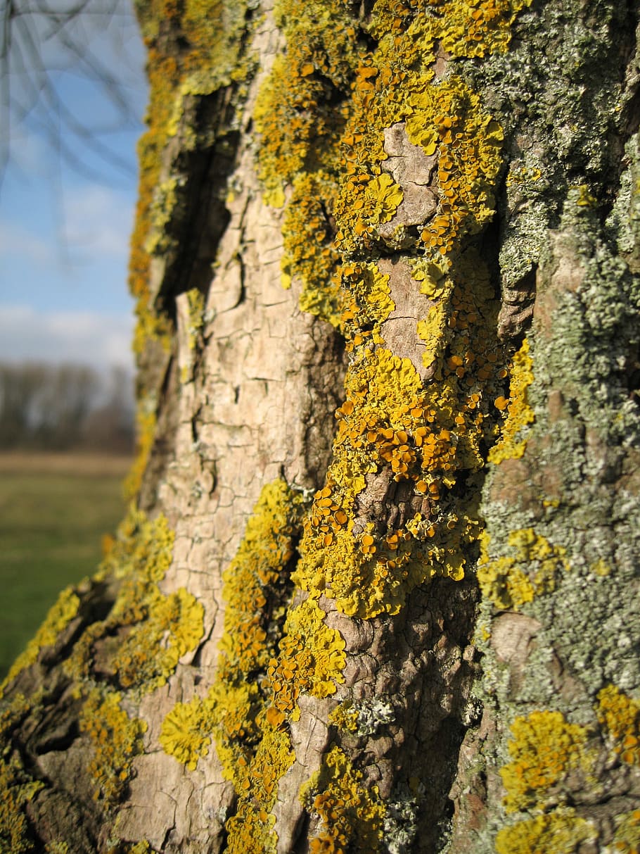 tree, tribe, lichen, lychen, yellow, nature, wood, tree bark HD wallpaper