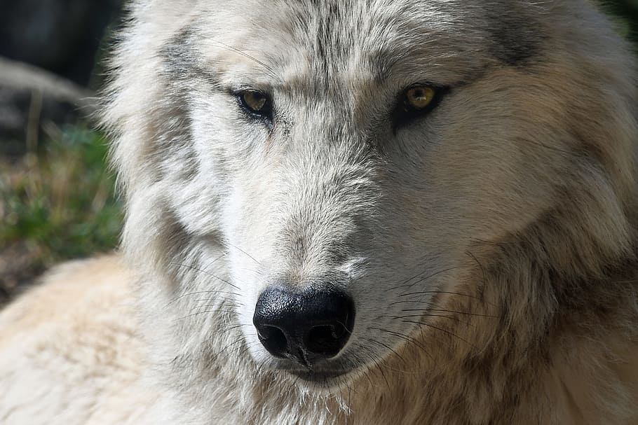 portrait photo of wolf, predator, head, close up, wild animal HD wallpaper