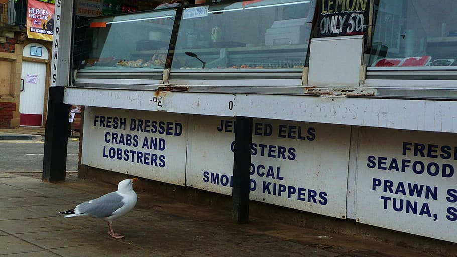 seagull, bird, regular, customer, fish, store, comical, shop HD wallpaper
