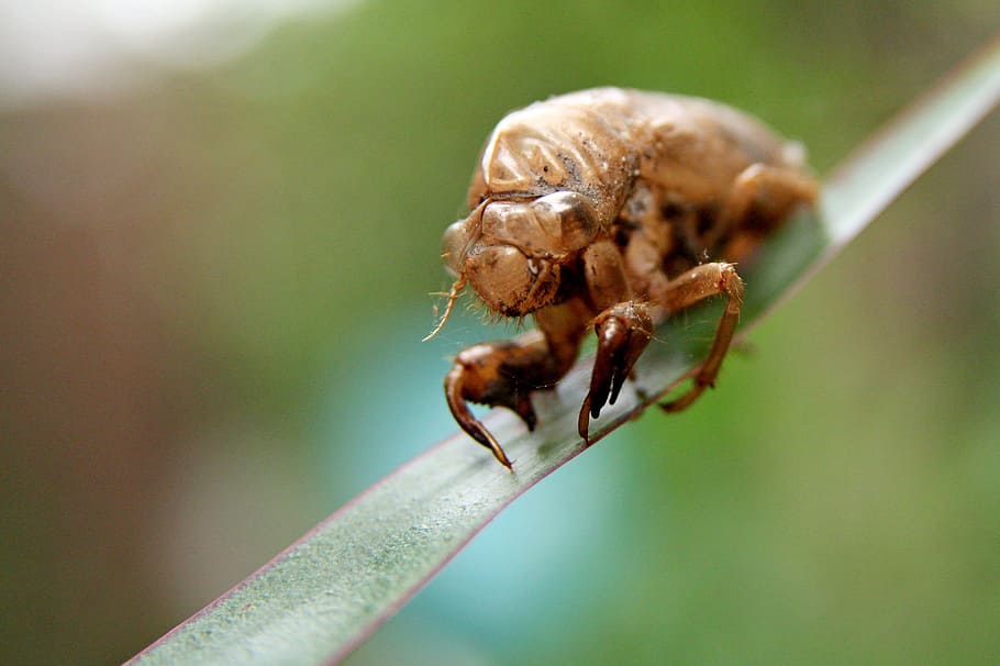 Insect, Bug, Na, Nature, one animal, animal wildlife, animal themes HD wallpaper