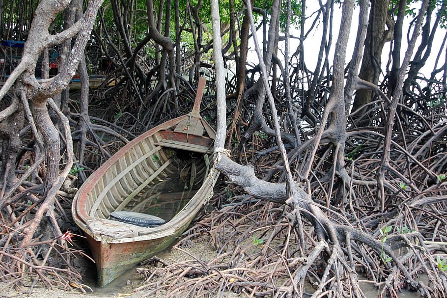 boat, root, tree, old, nature, log, wood, tree root, plant HD wallpaper