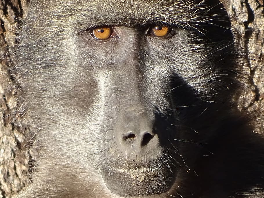 Monkey, Baboon, grey, portrait, looking at camera, one animal HD wallpaper