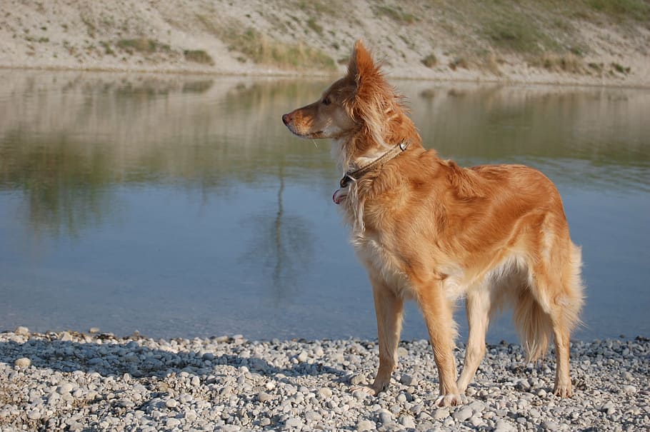 dog, vigilant, tense, one animal, pets, mammal, domestic animals HD wallpaper