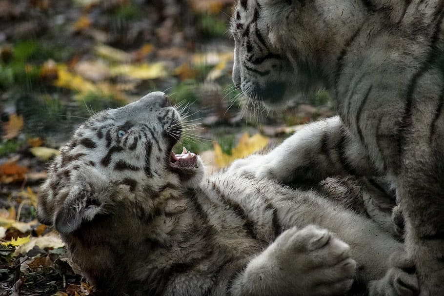 tiger, white, cub, play, wild, wildlife, cat, animal, predator HD wallpaper