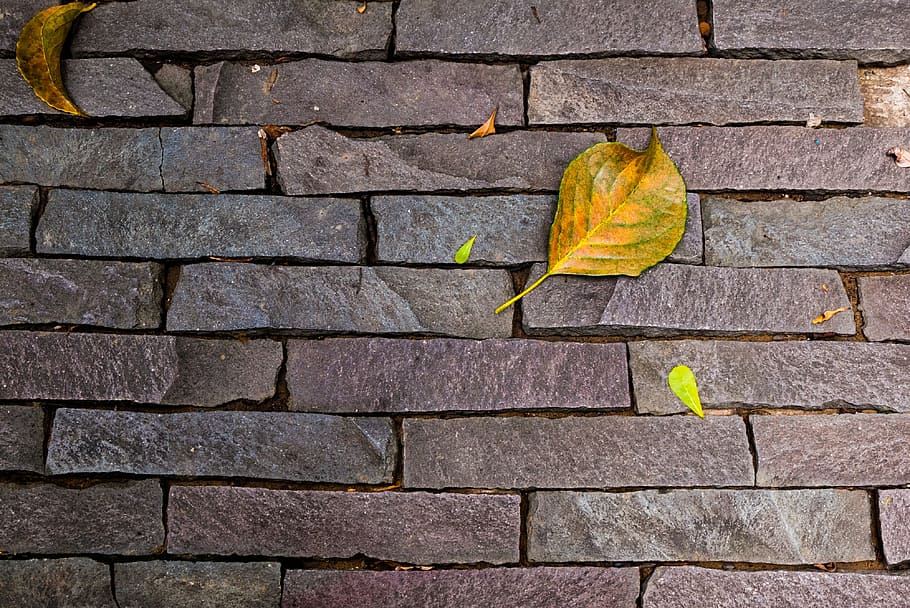 stone wall, texture, autumn, leaf, metope, foliage, plant part HD wallpaper