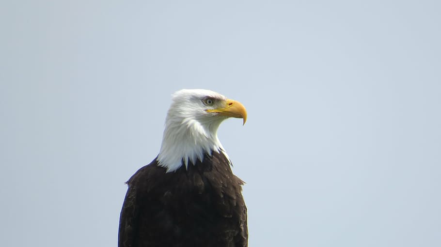 eagle, nature, bird, wild, predator, dom, head, bald, one animal HD wallpaper
