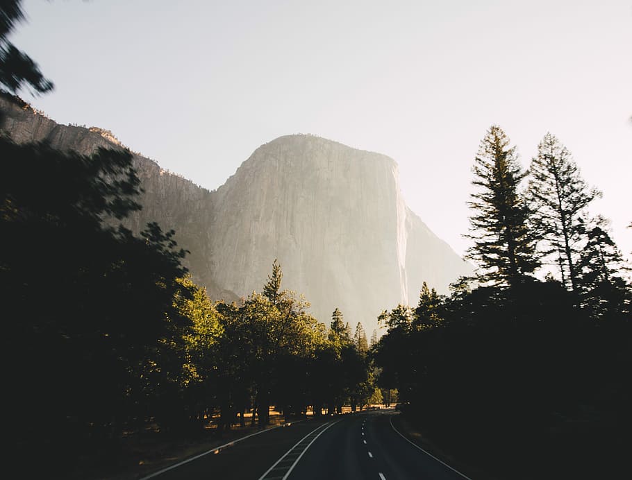 road surrounded by trees, road surrounded by trees and mountain HD wallpaper