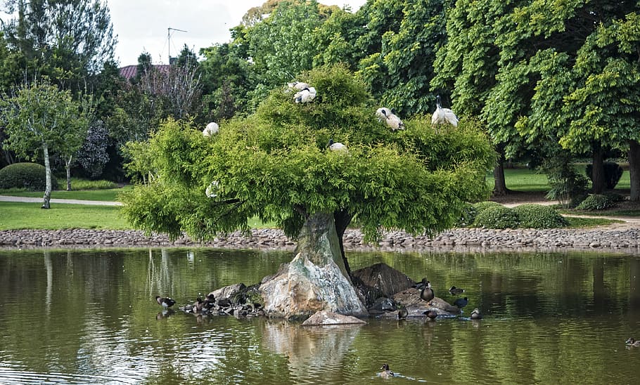 green leafed in the middle on pond, tree, garden, lake, ibis