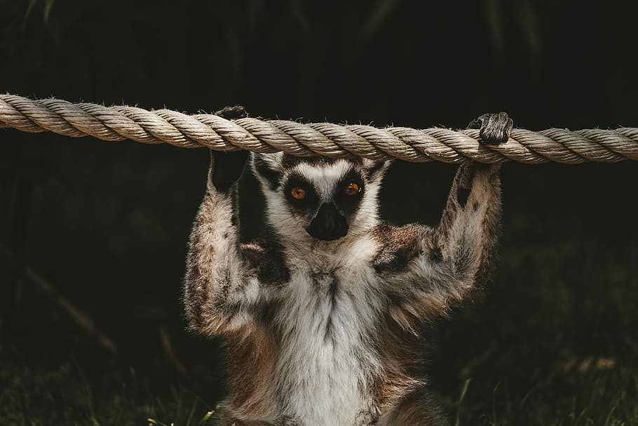 animal holding rope, white and brown animal holding on brown rope HD wallpaper